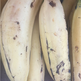 Banana Terra